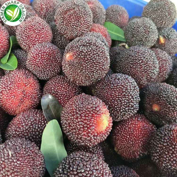 fruit Bayberry