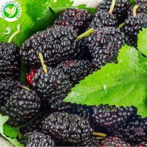 Fruta Amoreira Congelada