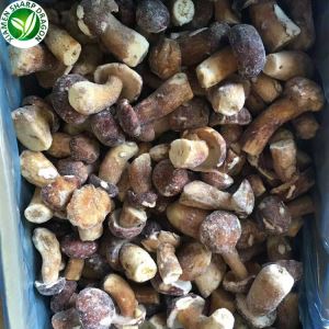 Cogumelos Porcini no atacado