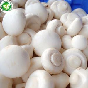 Cogumelos Inteiros Brancos