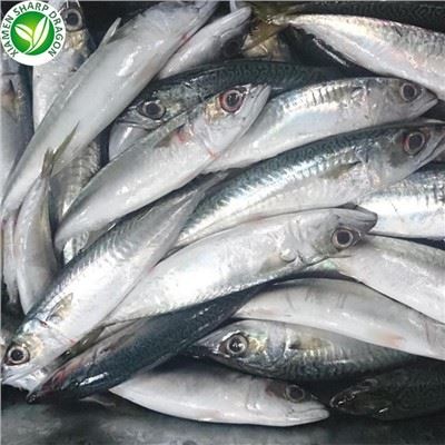Peixe cavala congelado a granel
