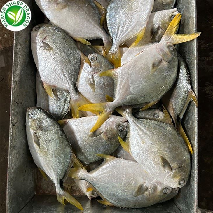Pomfret Dourado Congelado