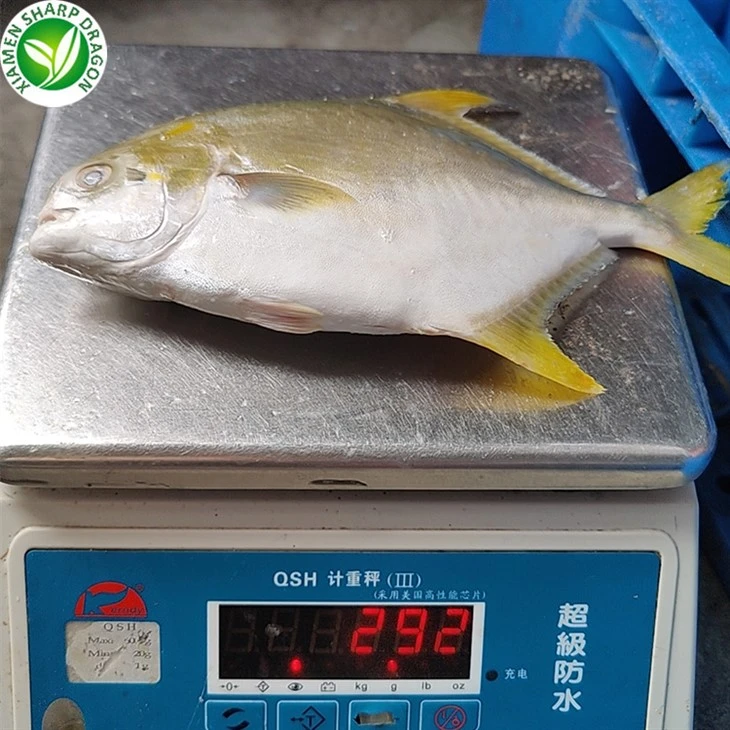 Frozen Golden Pomfret